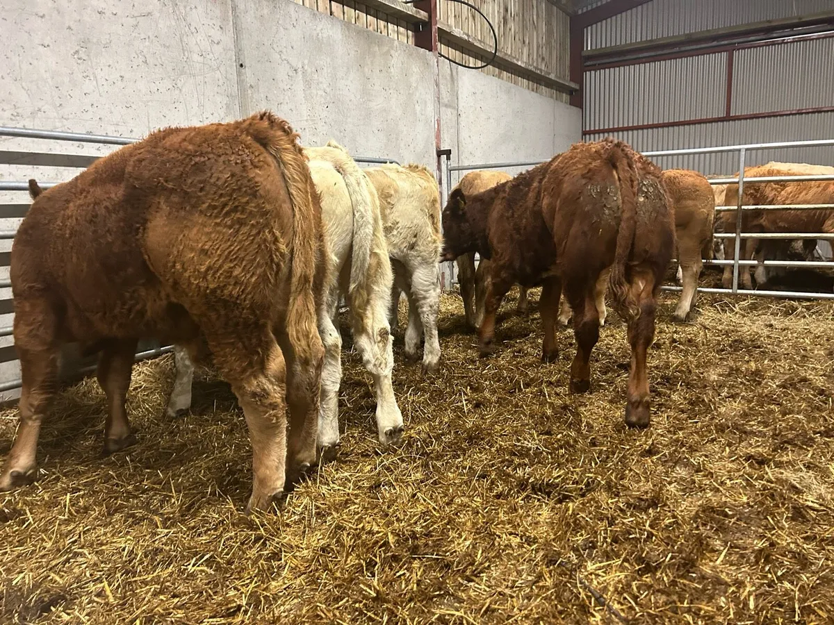 Weanling Bullocks - Image 3
