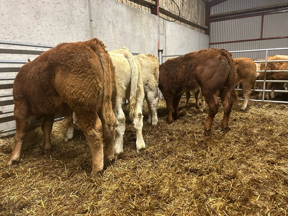 Weanling Bullocks - Image 4