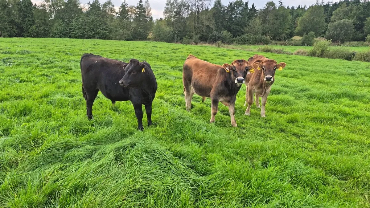 Weanling - Image 3