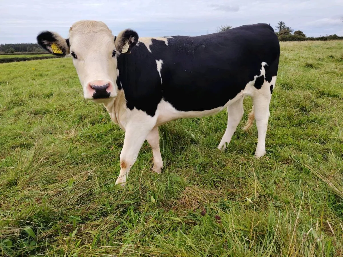 Heifers - Image 2