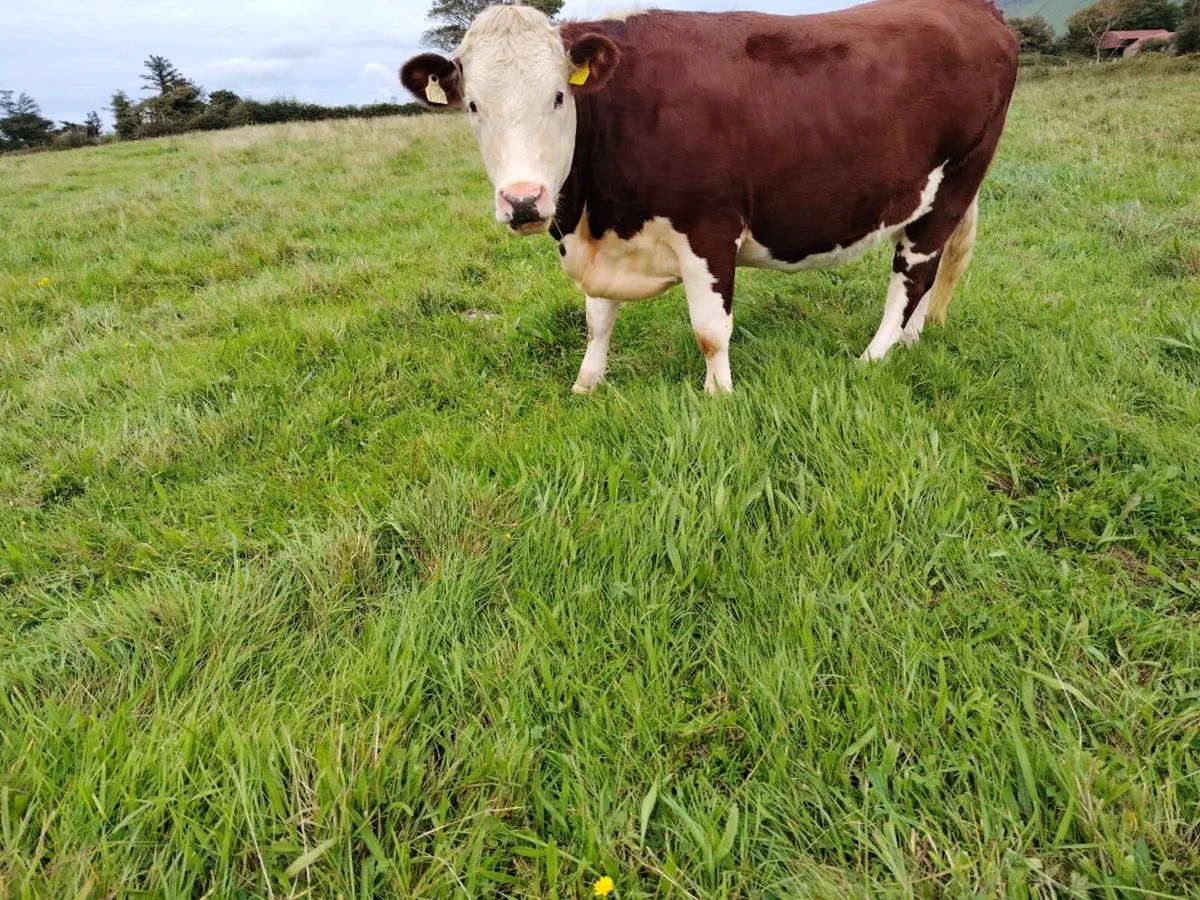 Heifers - Image 3