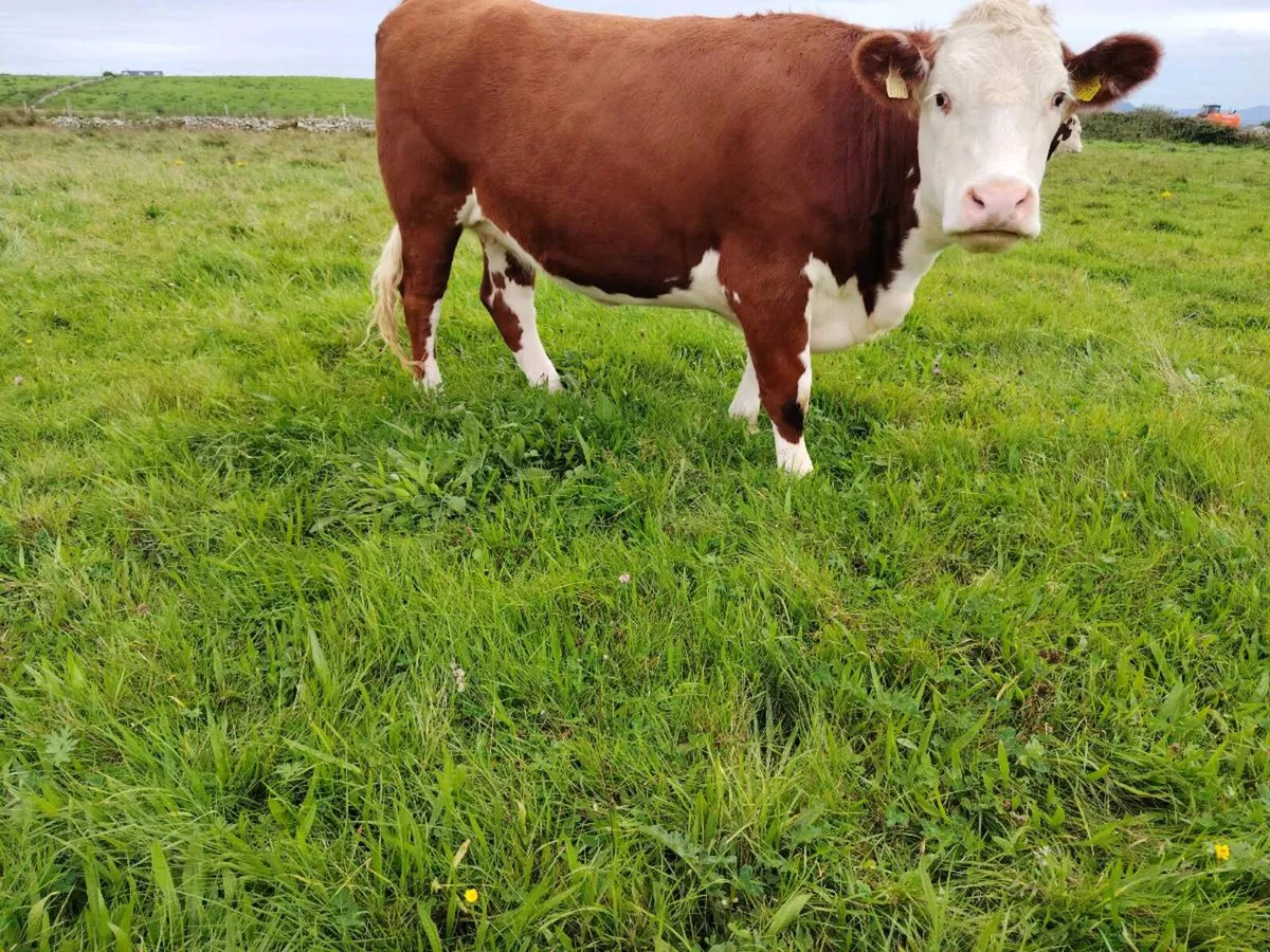 Heifers - Image 4