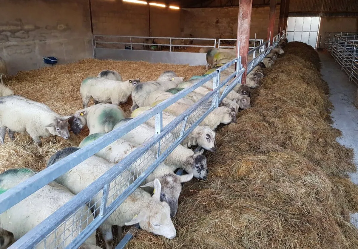 Feed Barrier, Mobile race - Image 3