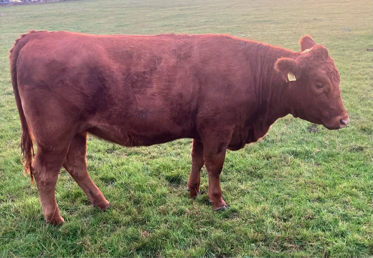 Organic Red Angus Heifers - Image 2