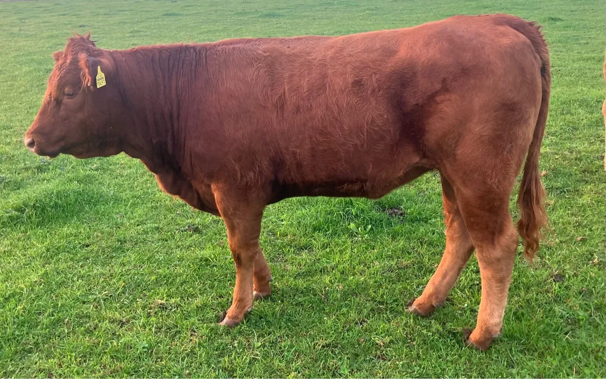 Organic Red Angus Heifers - Image 1