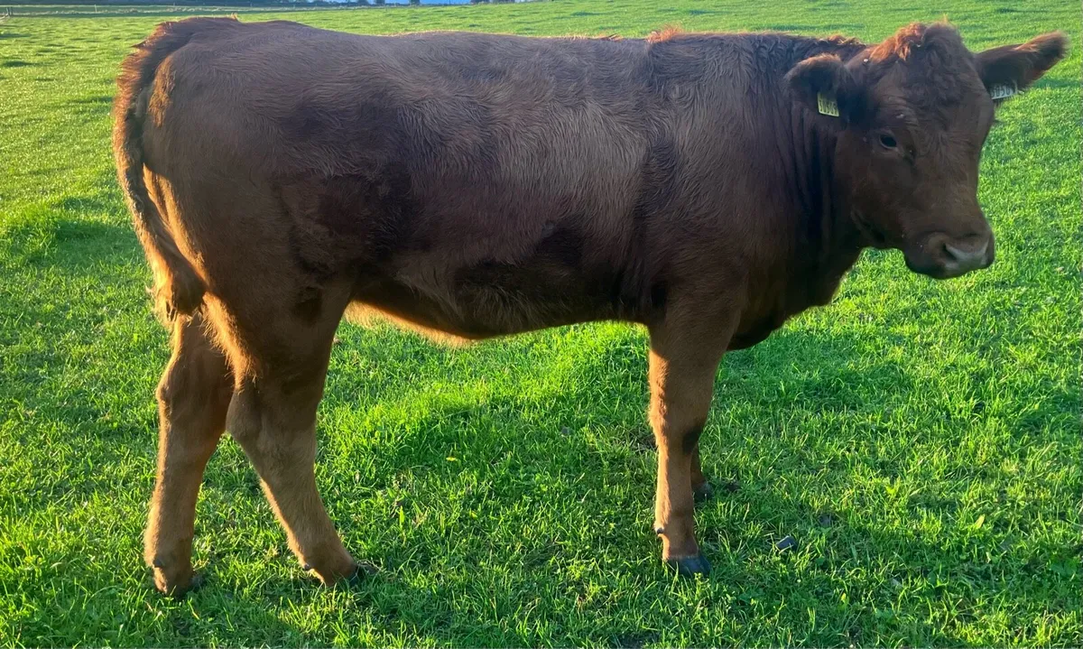 Organic Red Angus Heifers - Image 3