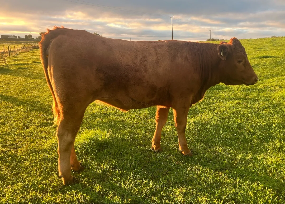 Organic Red Angus Heifers - Image 4