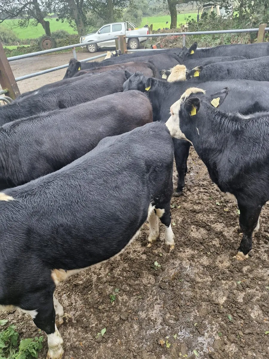Heifers - Image 1
