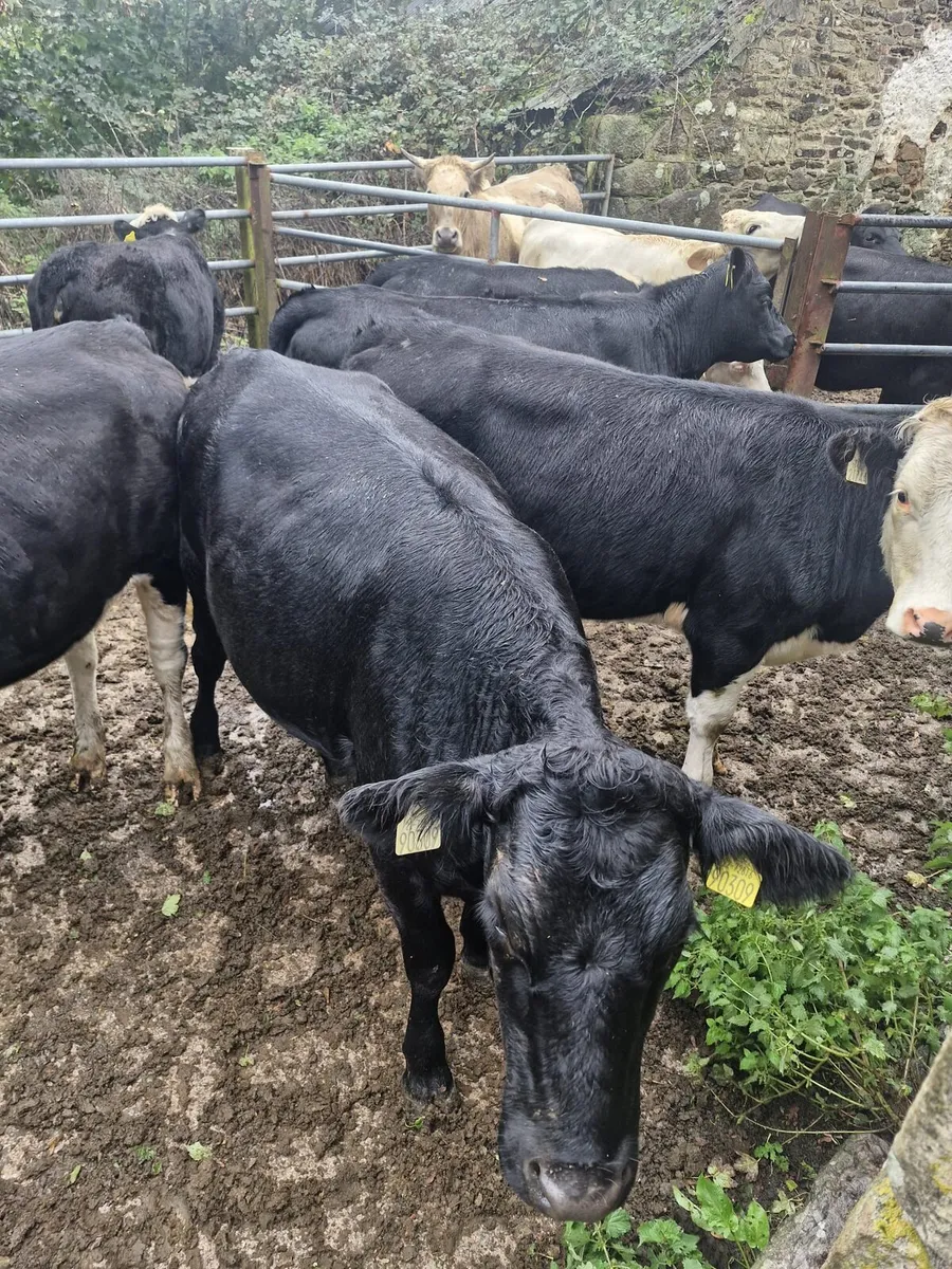 Heifers - Image 4