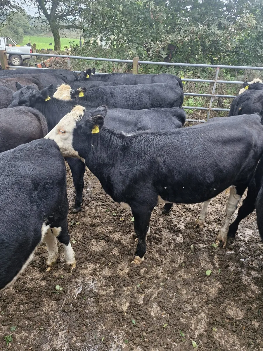 Heifers - Image 2