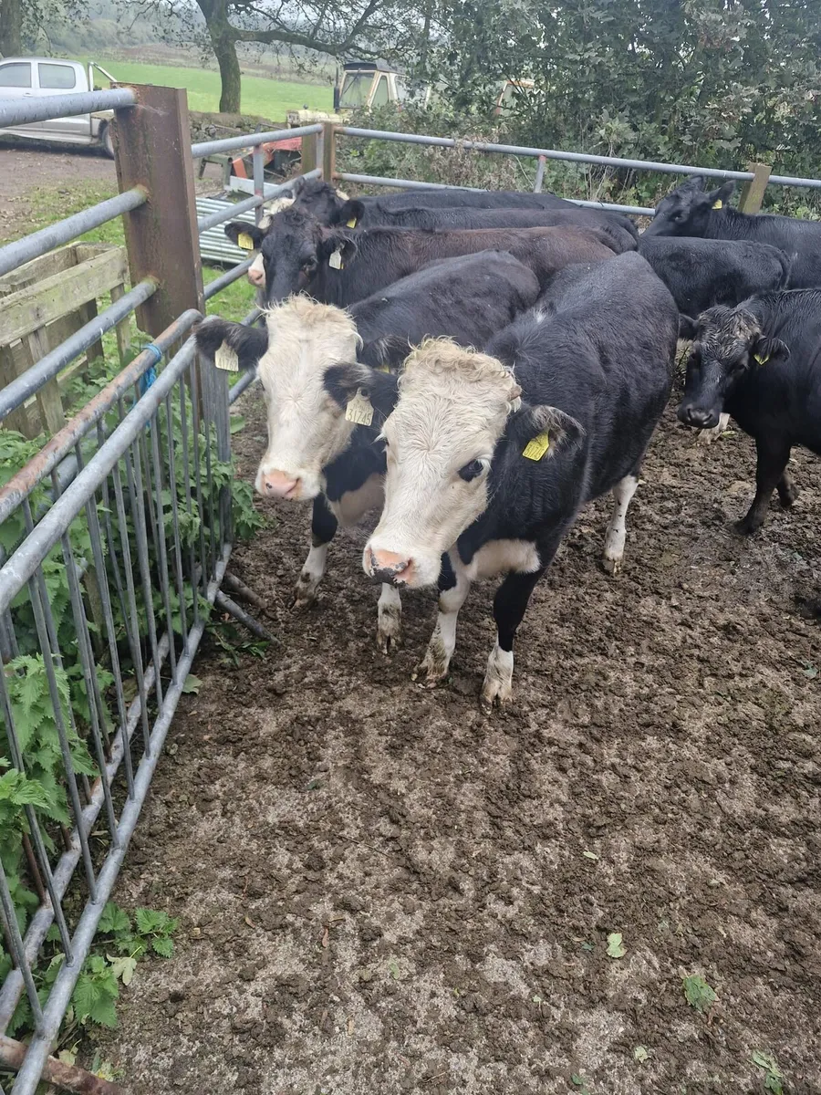 Heifers - Image 3