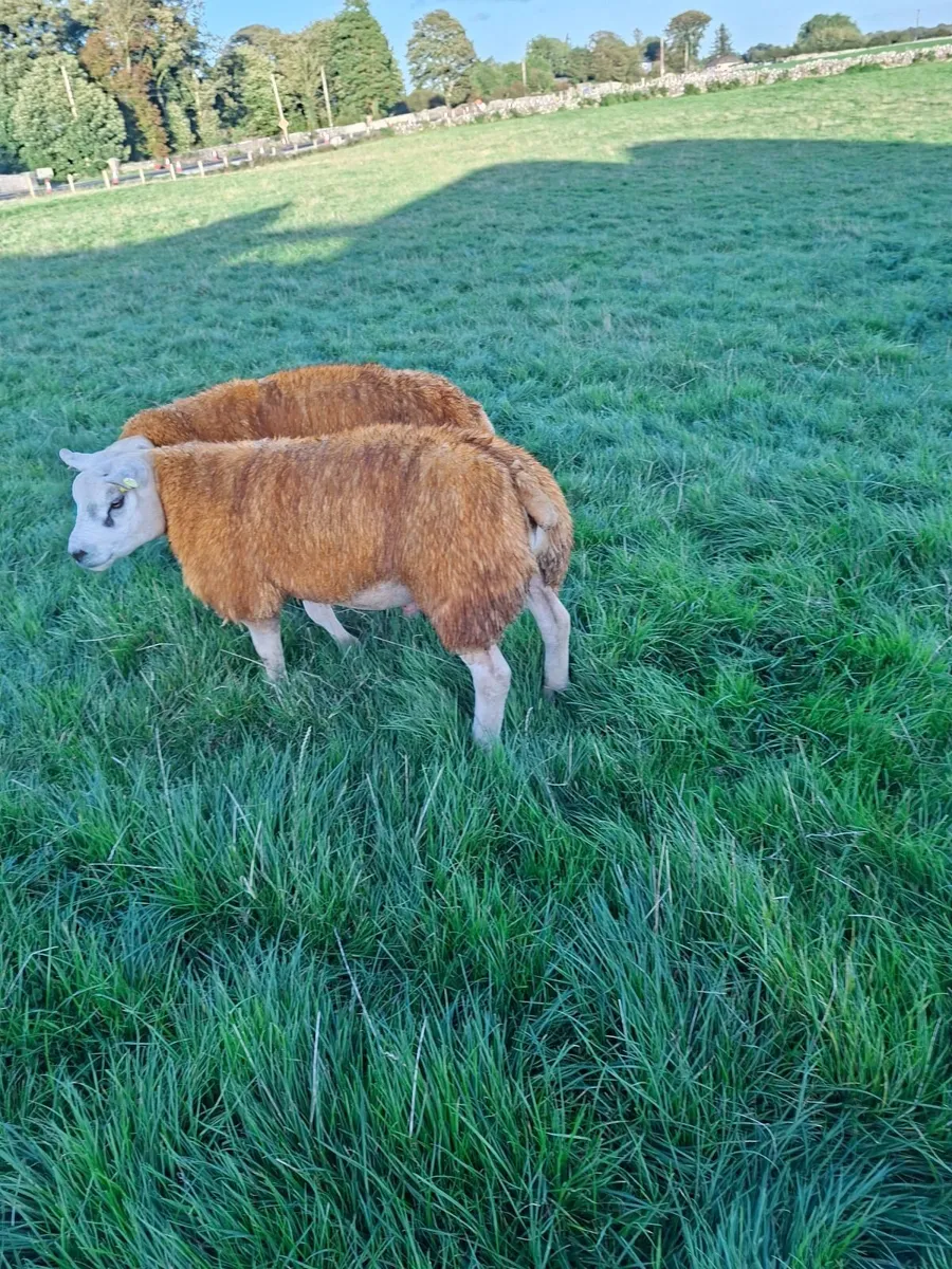 Sheep - Image 3