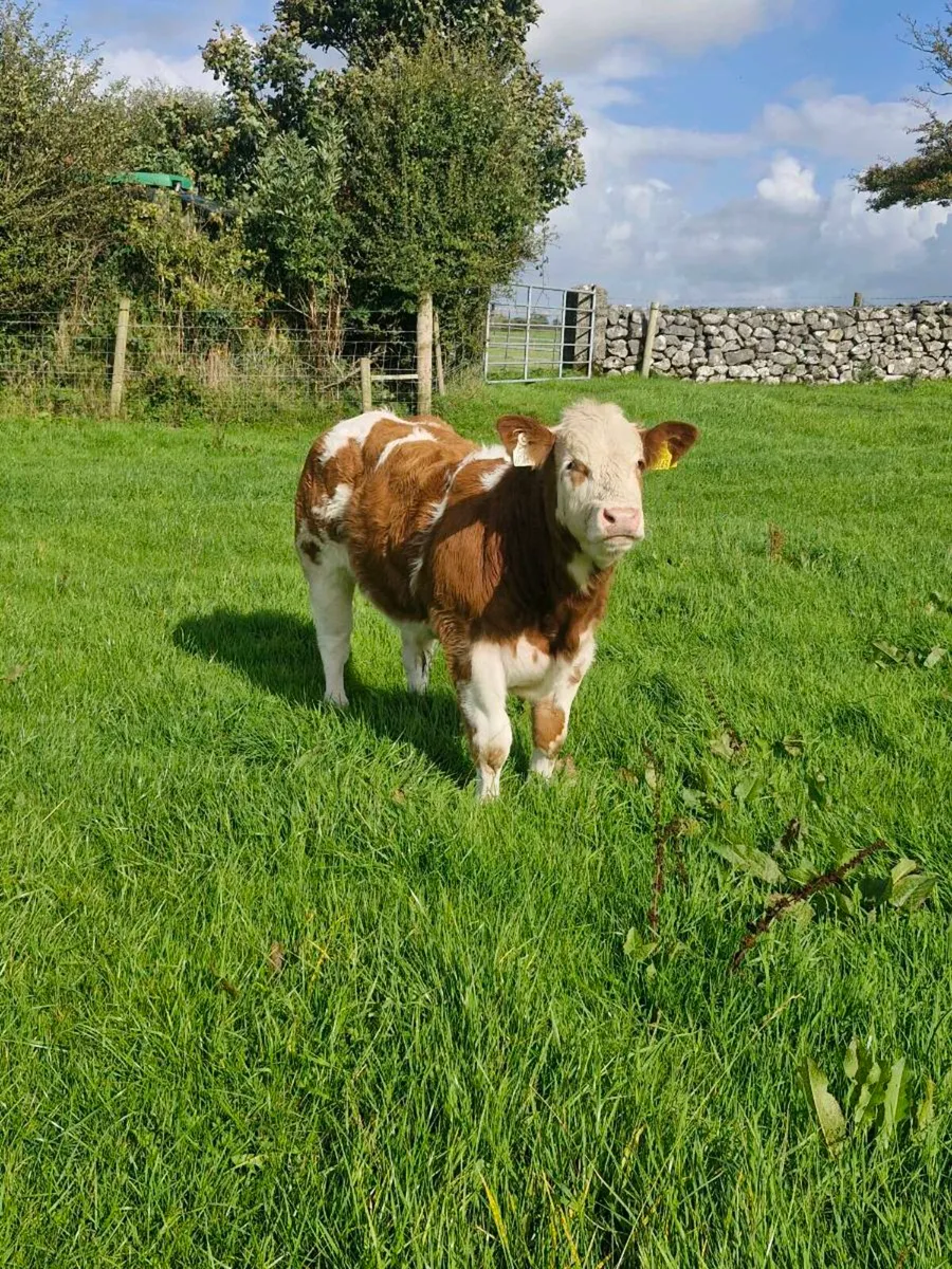 Bull Weanlings - Image 1