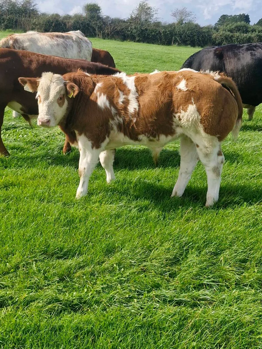Bull Weanlings - Image 3