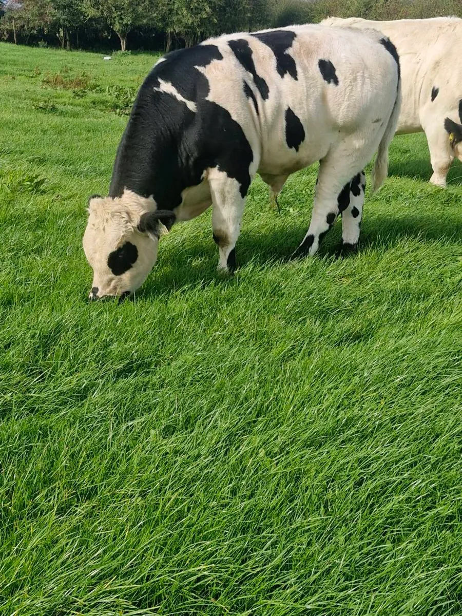 Bull Weanlings - Image 4