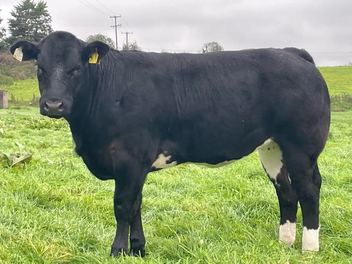 BBX Breeding hfr Ballymote Oct 2nd - Image 1
