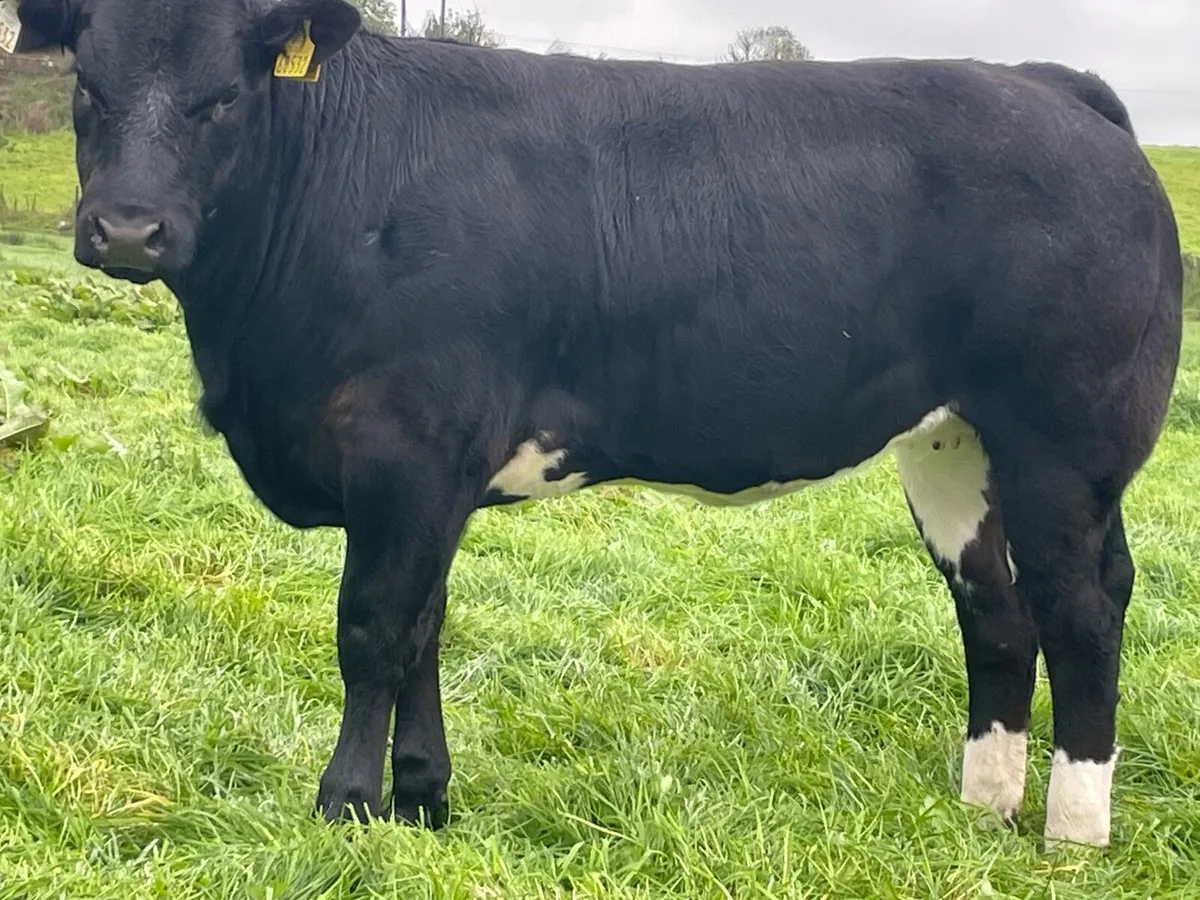 BBX Breeding hfr Ballymote Oct 2nd - Image 2