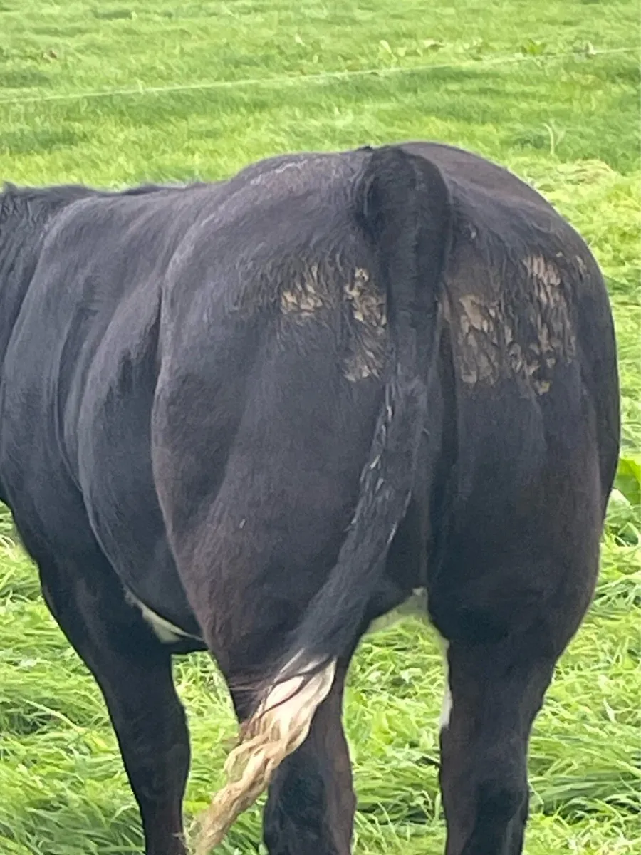 BBX Breeding hfr Ballymote Oct 2nd - Image 3
