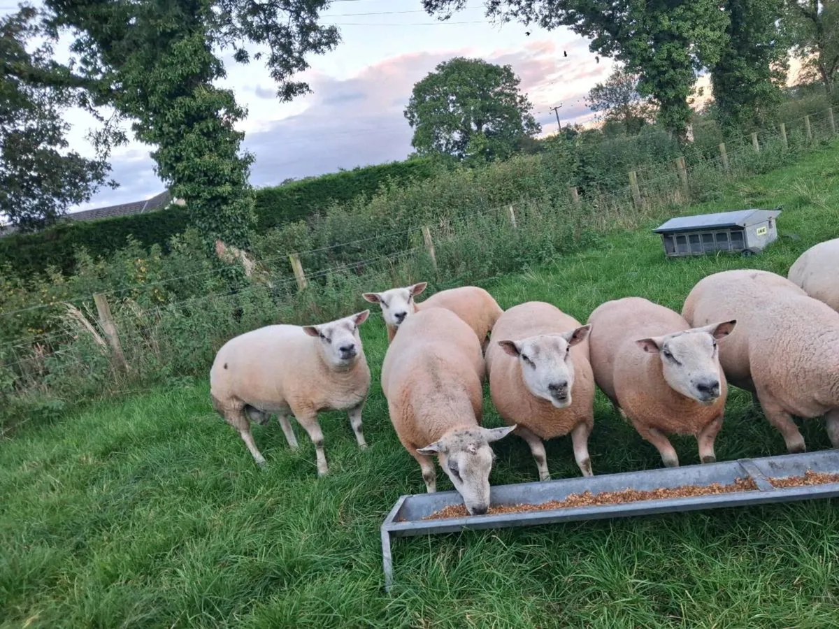 Shearling Ram - Image 1