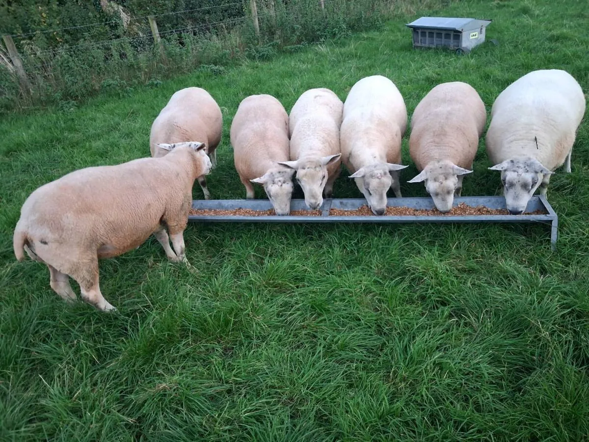 Shearling Ram - Image 2