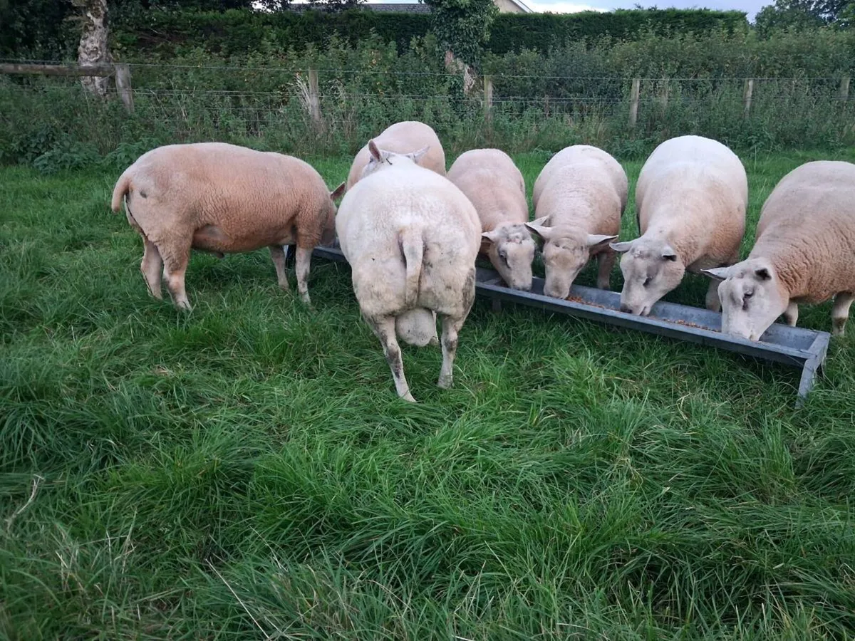 Shearling Ram - Image 3