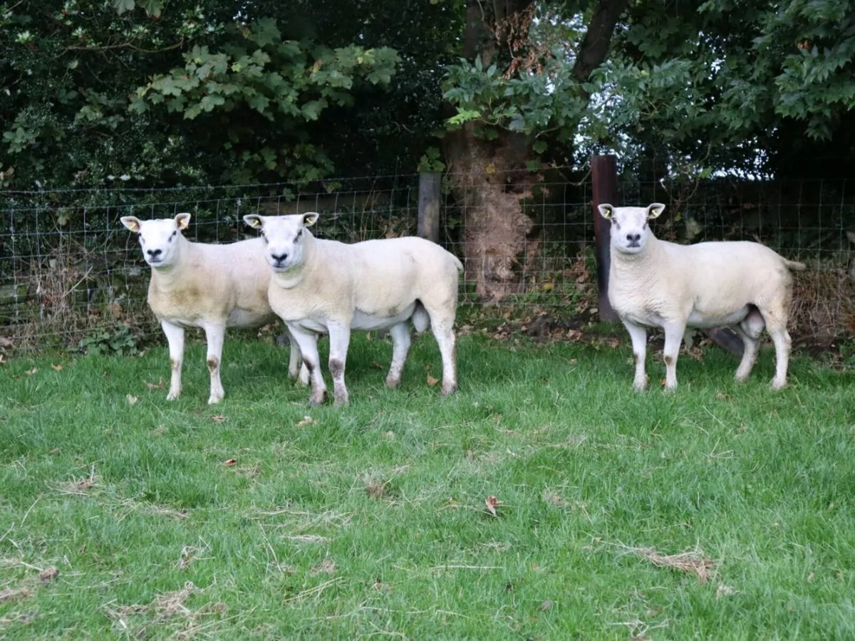 Shearling Rams Stranorlar Mart - Image 1