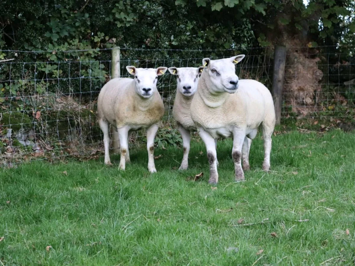 Shearling Rams Stranorlar Mart - Image 3