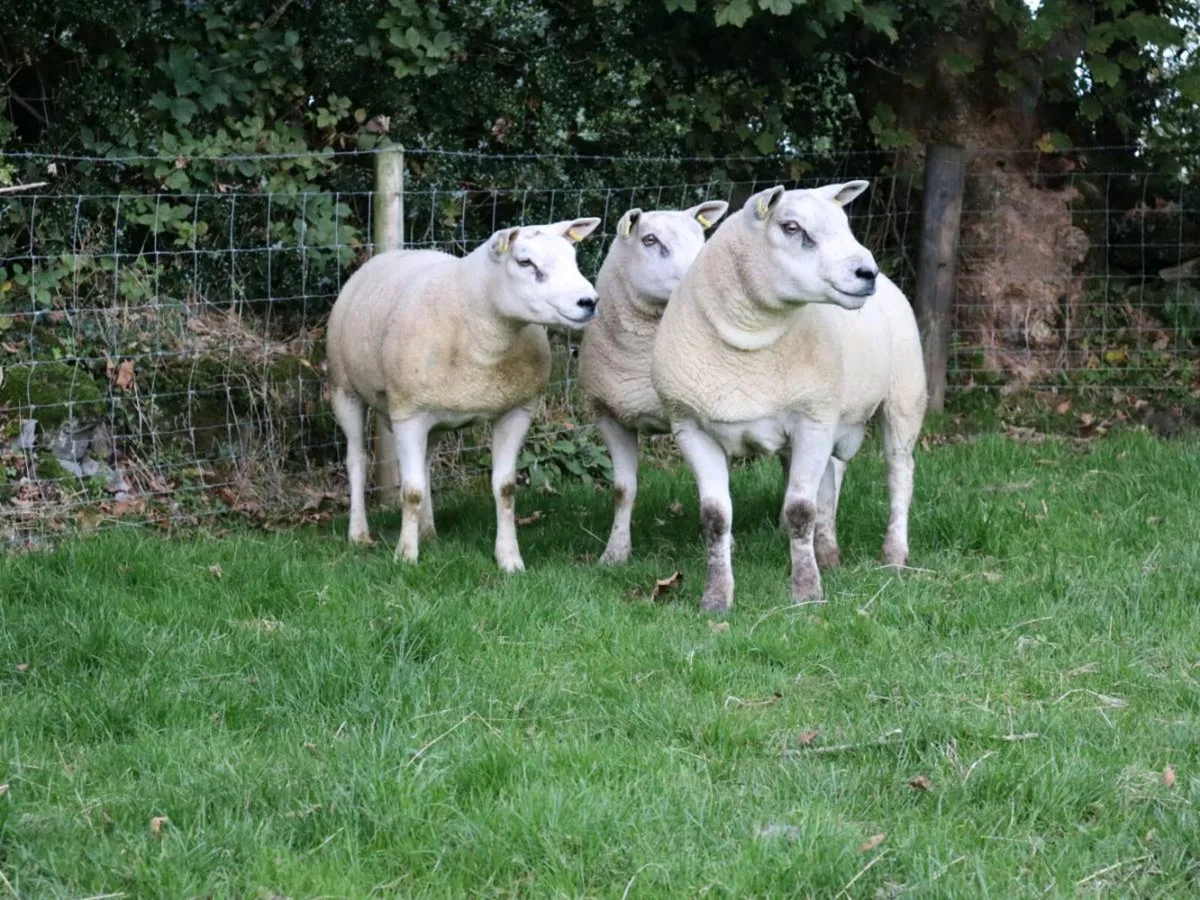 Shearling Rams Stranorlar Mart - Image 2