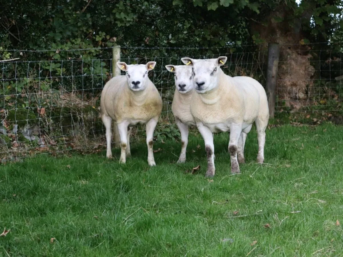 Shearling Rams Stranorlar Mart - Image 4