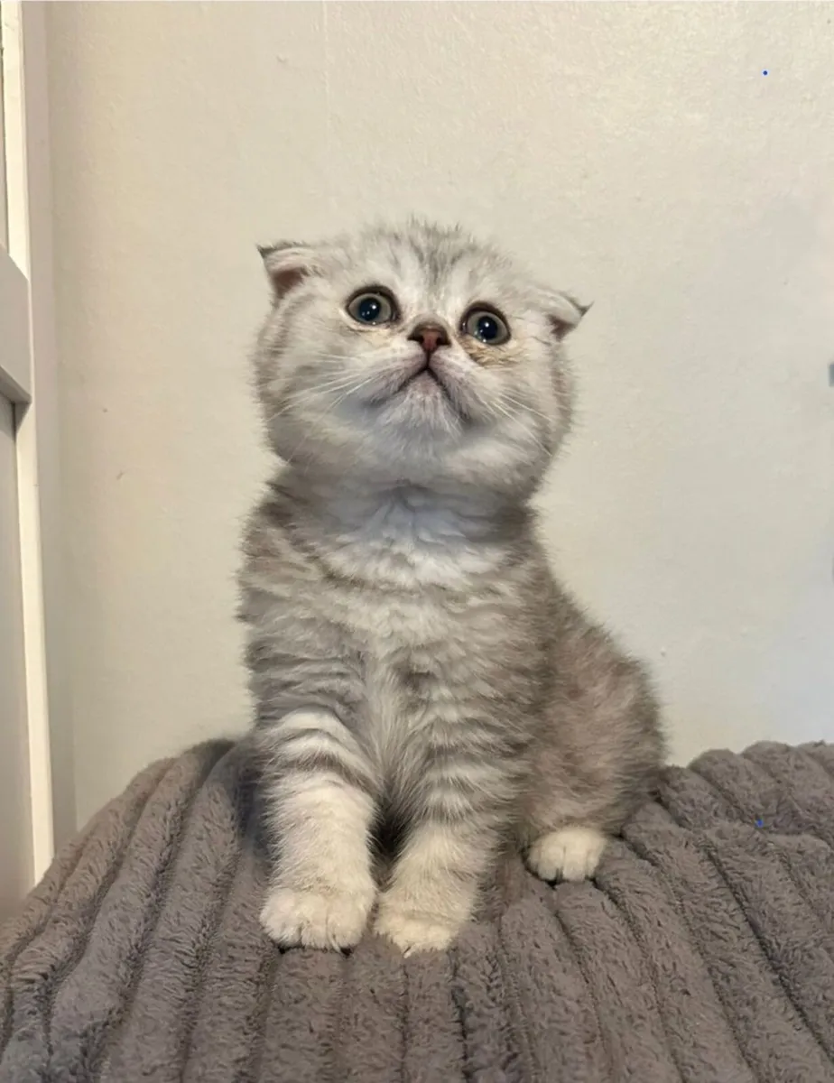Kitten - Image 3