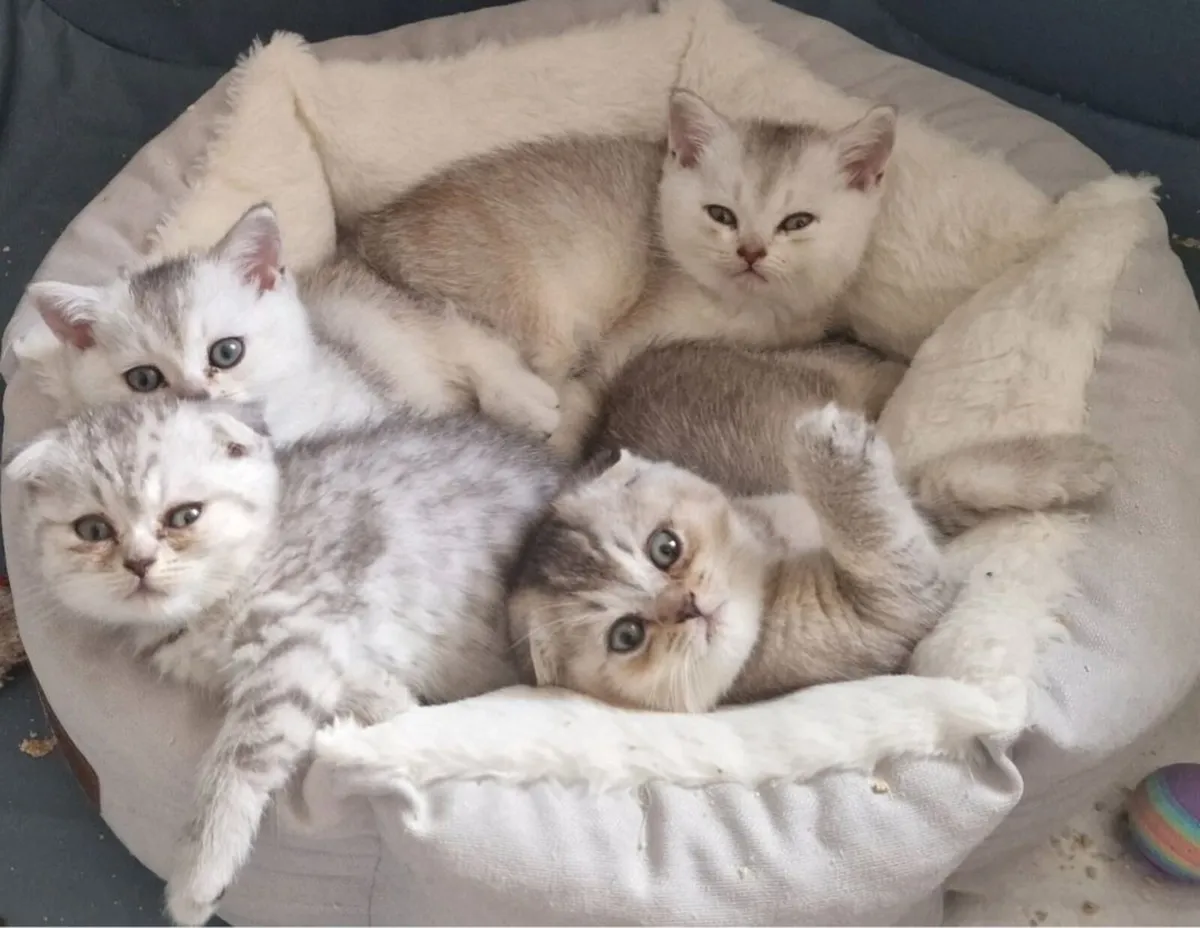 Kitten - Image 1