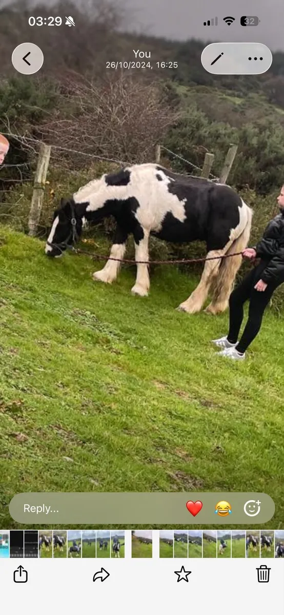 Black and white (bombproof) gelding - Image 2