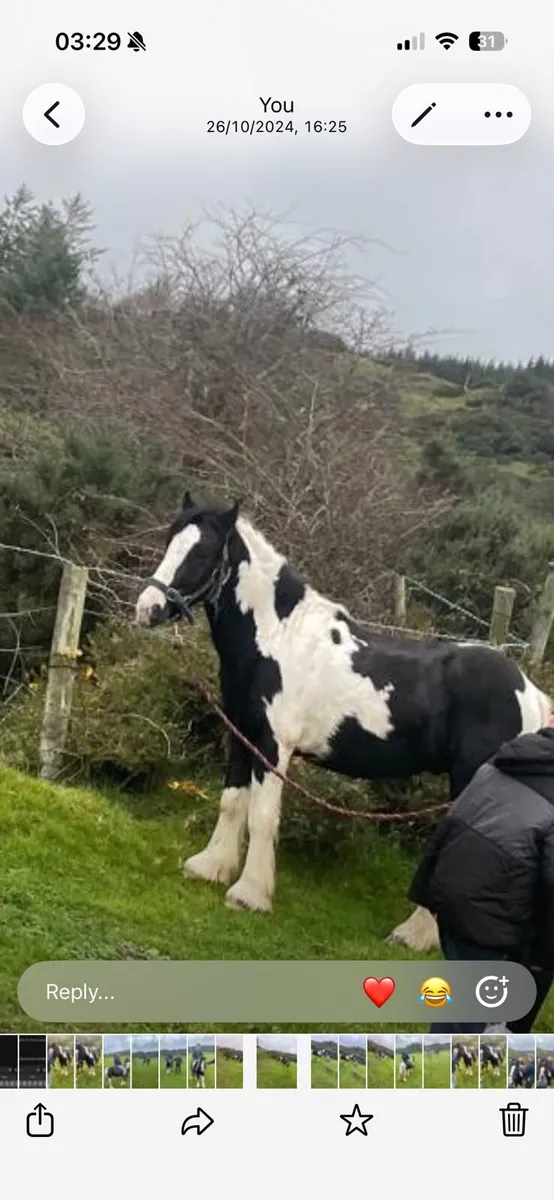 Black and white (bombproof) gelding - Image 3