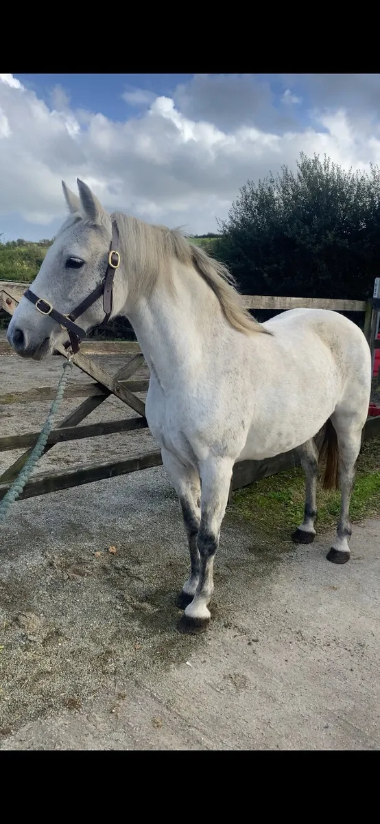 Class 1 Connemara mare in-foal - Image 2
