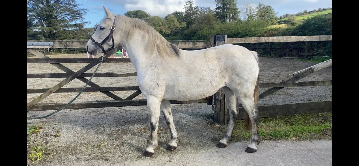 Class 1 Connemara mare in-foal - Image 1