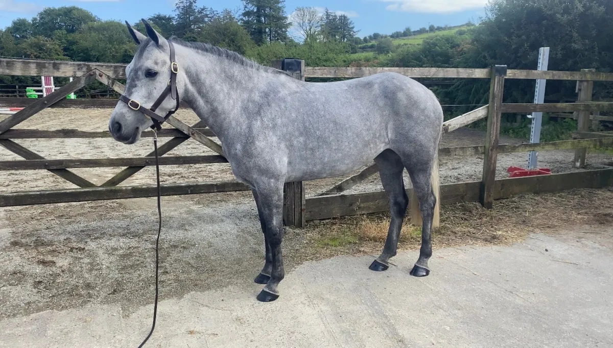 Class 1 Connemara mare in-foal - Image 4