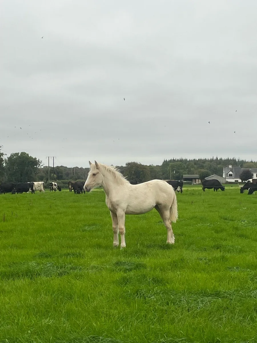 Irish Draught filly foal - Image 1
