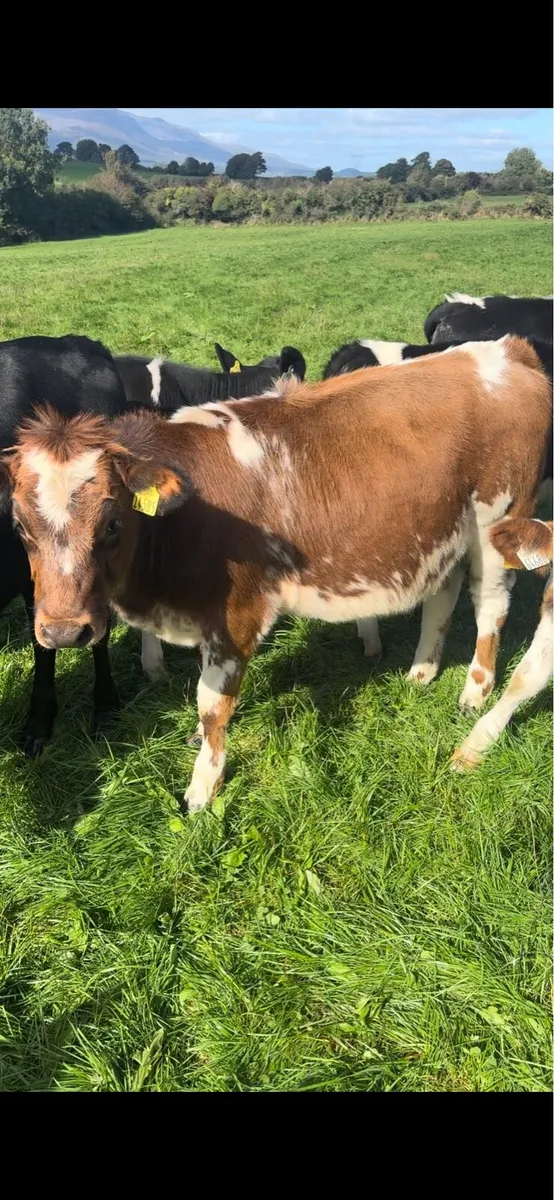 14 Weanling Beef Calves - Image 1