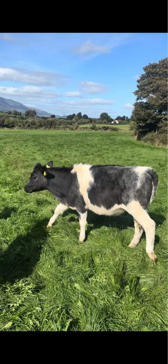 14 Weanling Beef Calves - Image 2