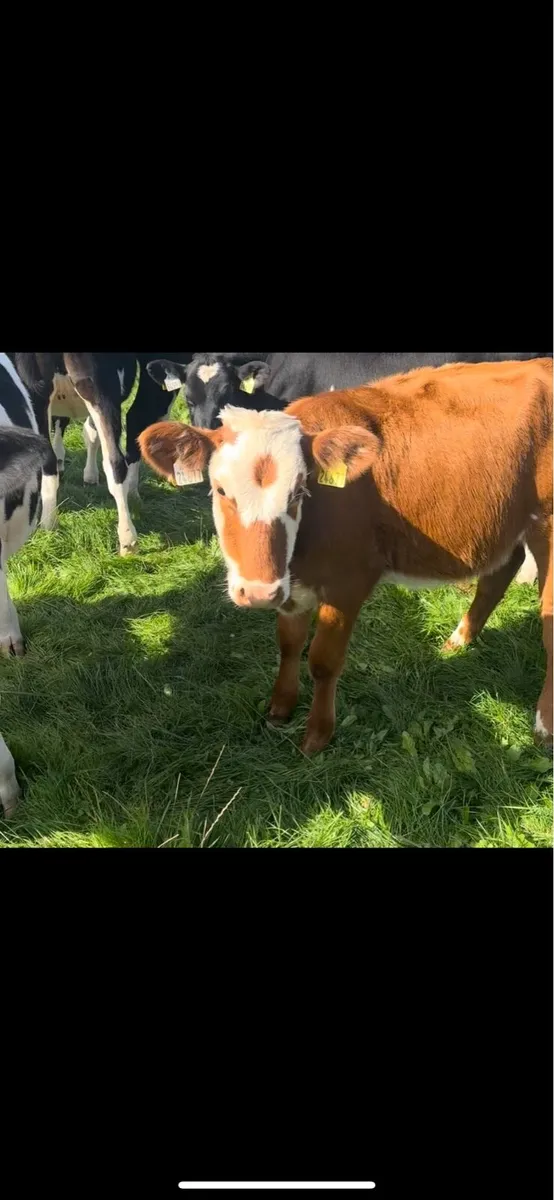 14 Weanling Beef Calves - Image 3