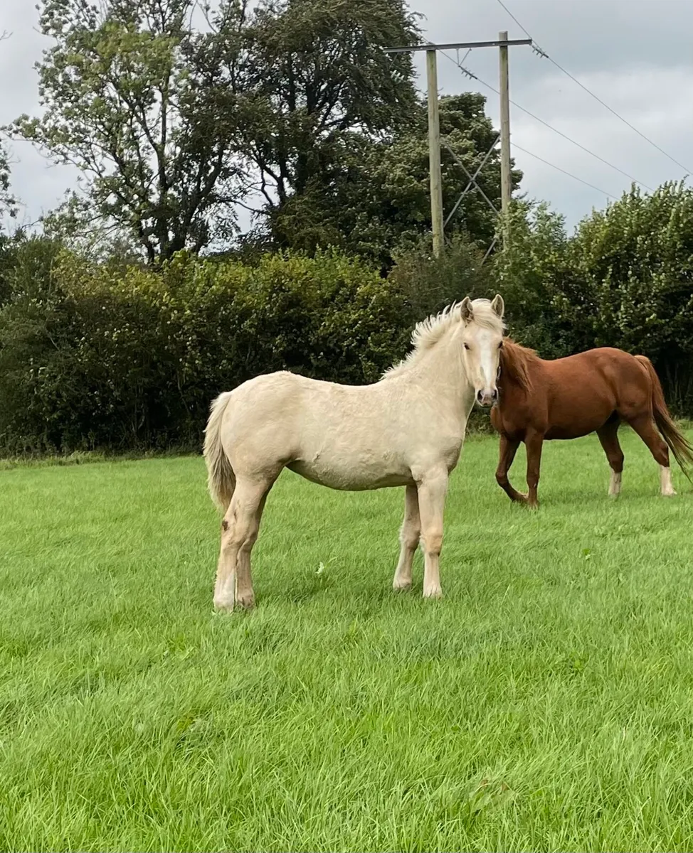 Irish Draught filly foal - Image 2