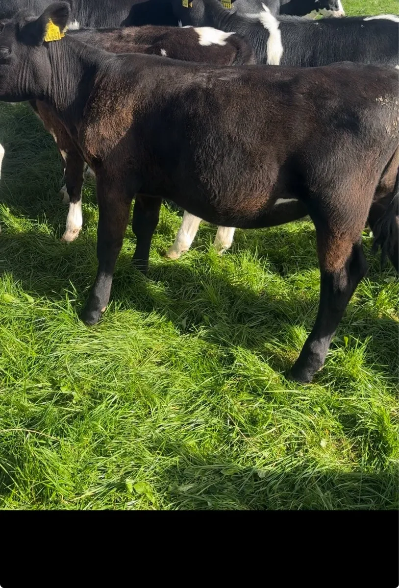 14 Weanling Beef Calves - Image 4