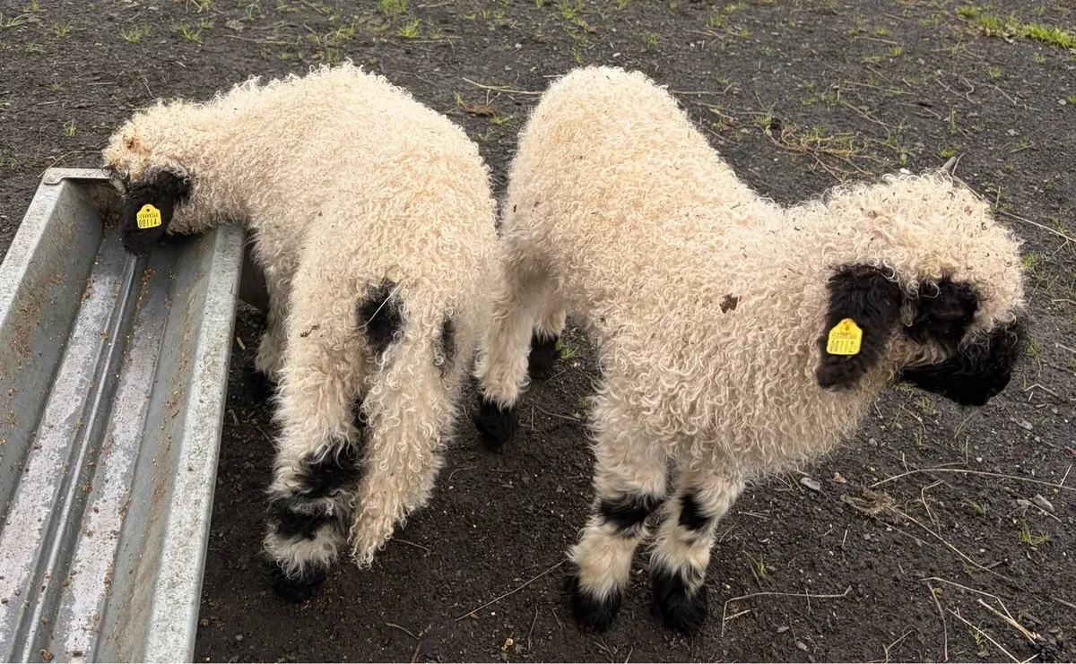 Valais blacknose ewe and ewe lambs (PEDIGREE) - Image 3