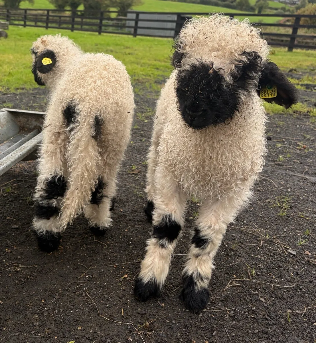 Valais blacknose ewe and ewe lambs (PEDIGREE) - Image 4