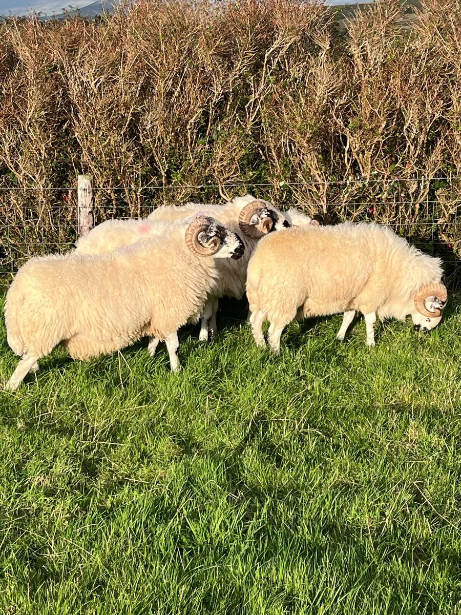Scotch Rams - Image 1