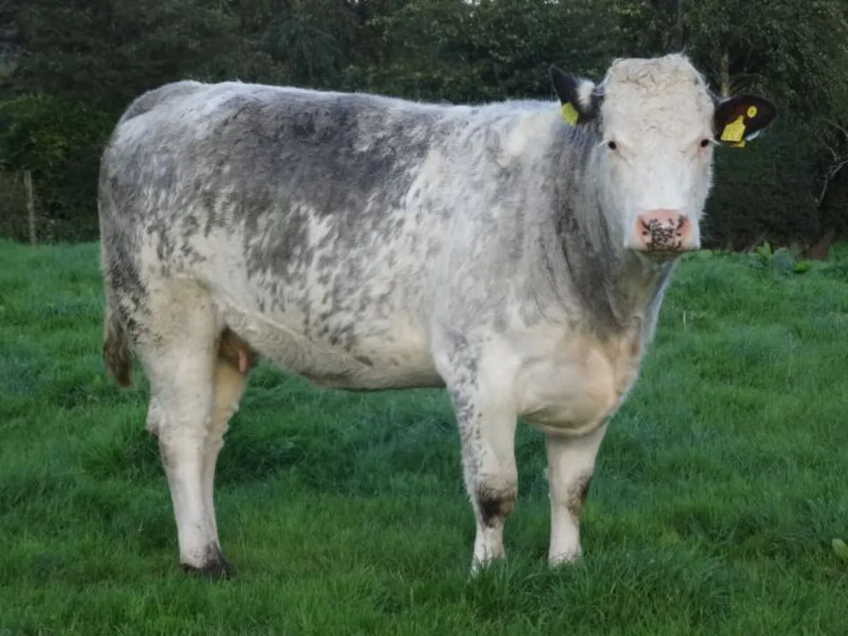 heifers - Image 2