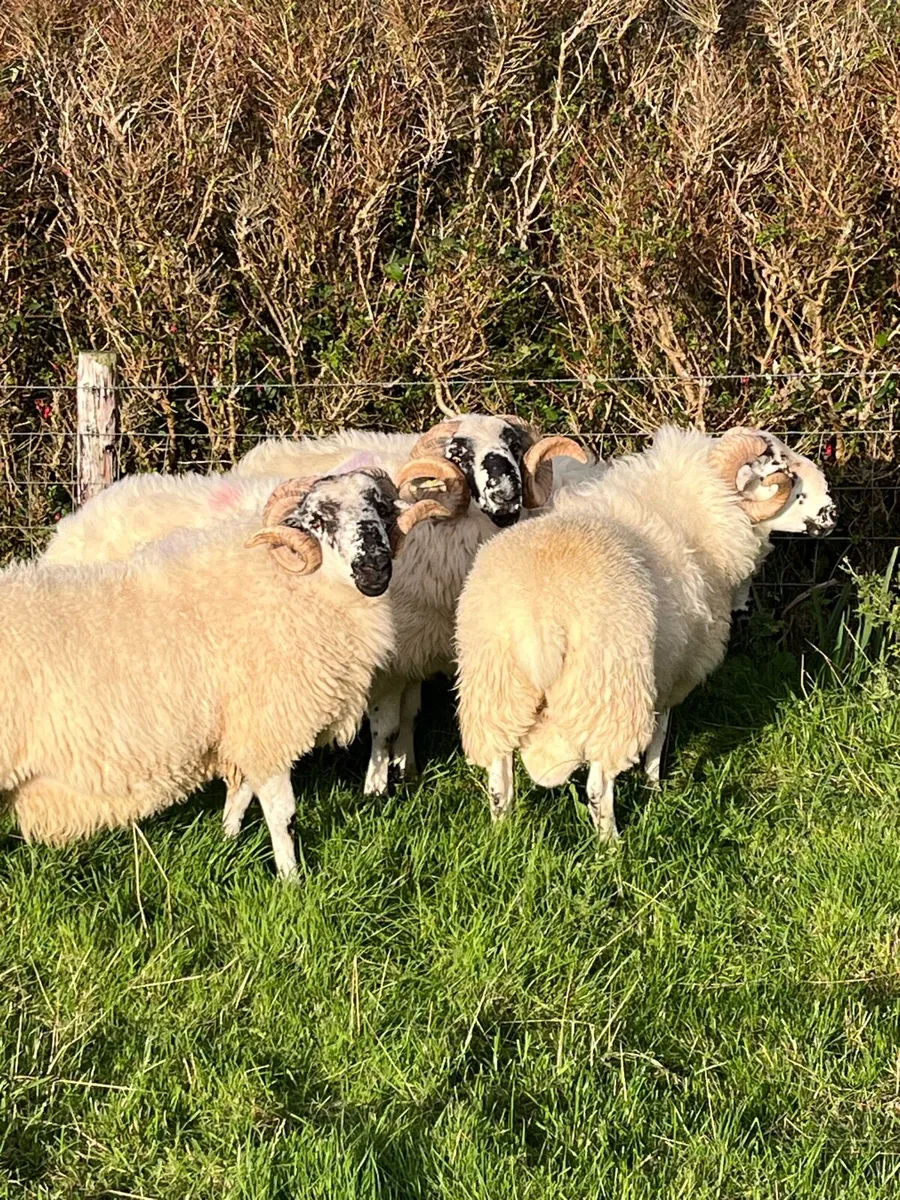 Scotch Rams - Image 2