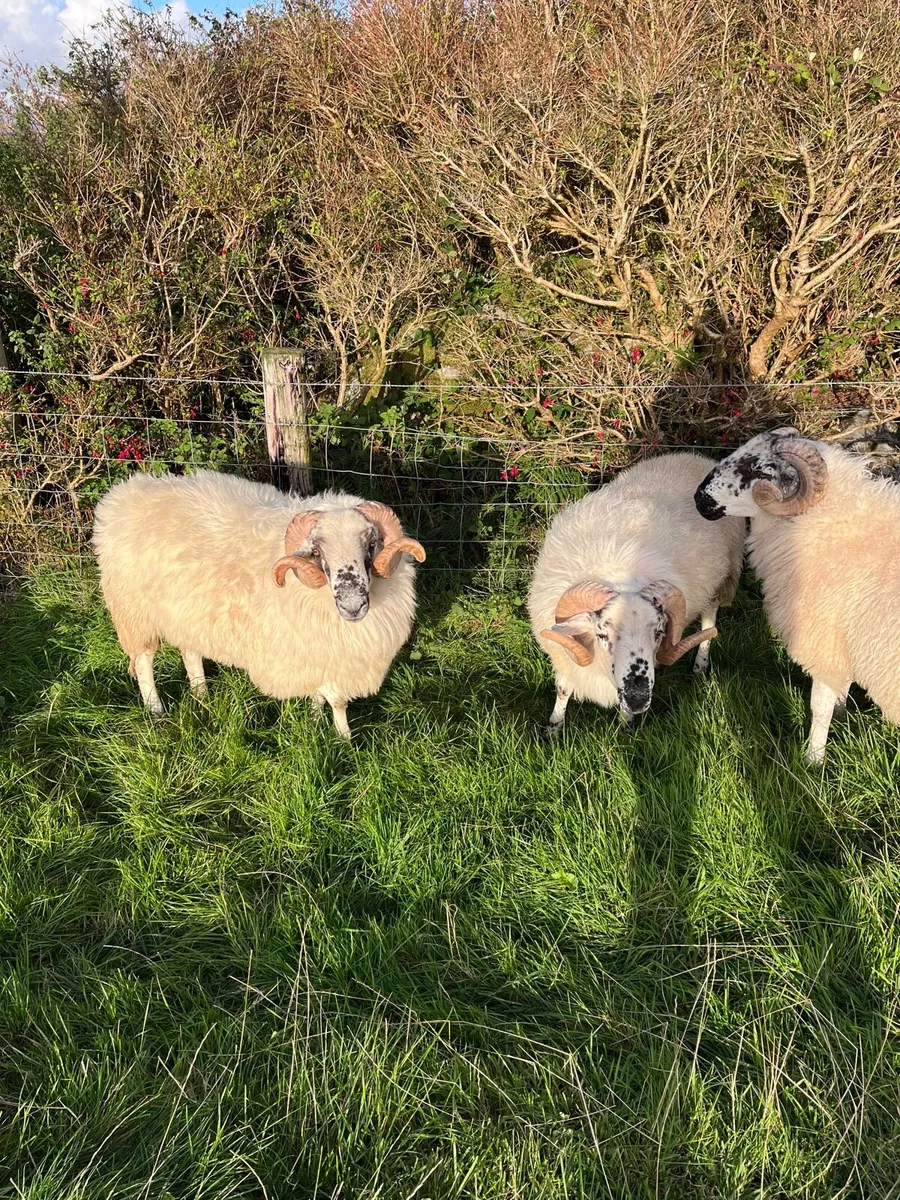 Scotch Rams - Image 3