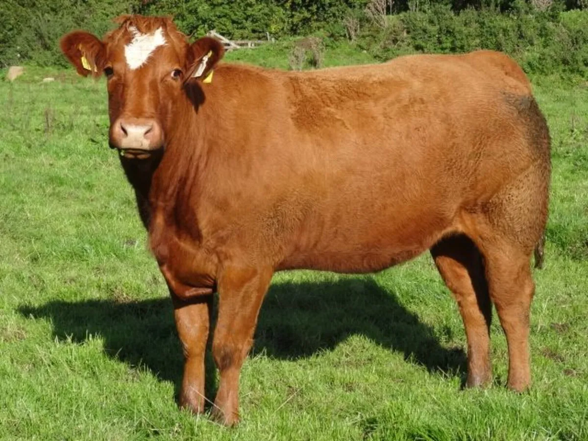 heifers - Image 3