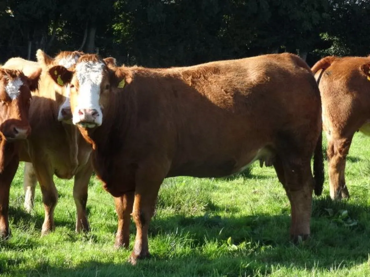 heifers - Image 4